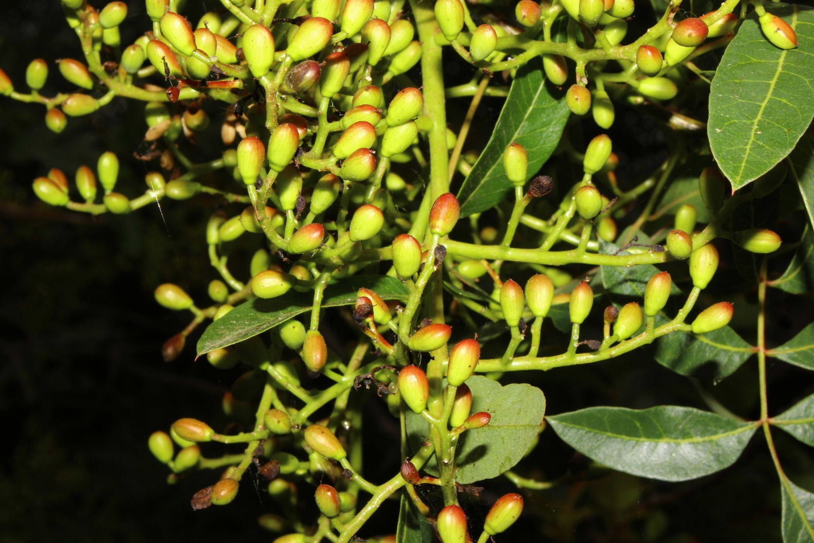 Pistacia terebinthus / Terebinto